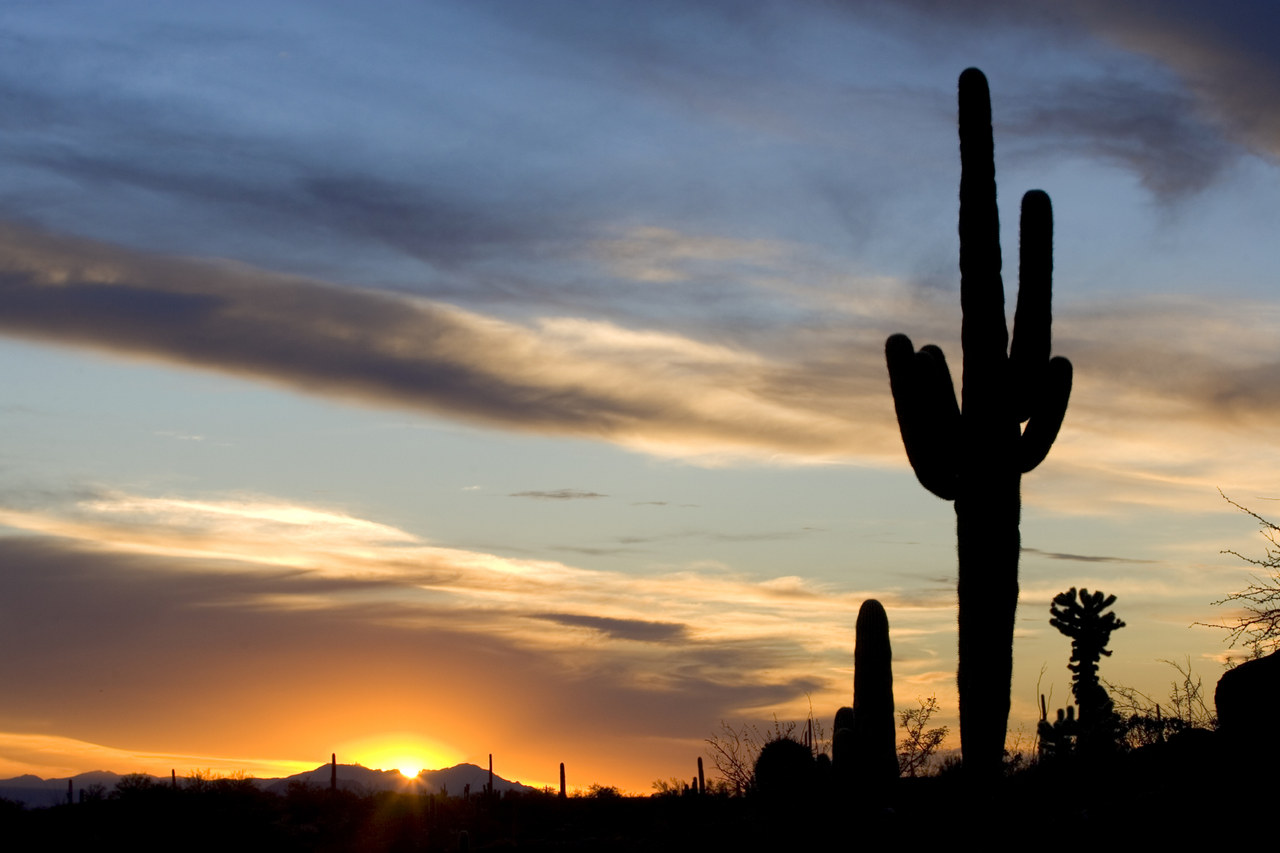 Saguaro cactus silhouetted against a Sonoran Desert sunset